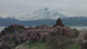 akdamar-adasi-badem-cicekleriyle-renklendi