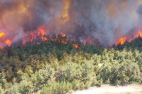 orman-yangini-990x556