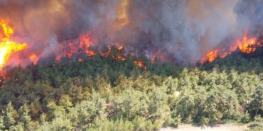 orman-yangini-990x556