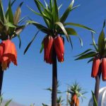 vanda-acan-ters-laleler-dogaya-renk-katti-001