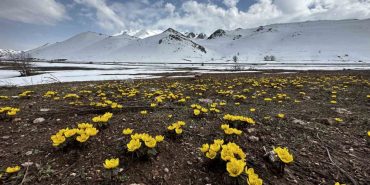 yuksekovada-baharin-mujdecisi-cicekler-acti-002