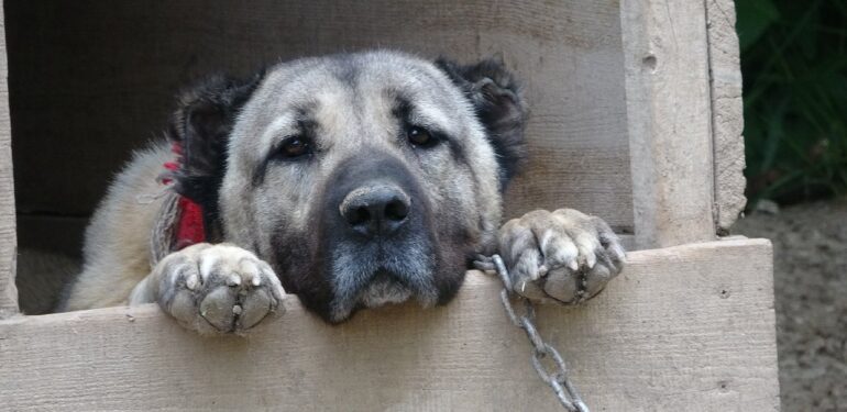 İklim krizi Kangal köpeklerini de etkiledi: Doğum oranı yüzde 50 düştü