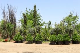 690x390cc-amd-01-05-2024-agac-satici-rop6