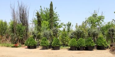 690x390cc-amd-01-05-2024-agac-satici-rop6