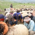 690x390cc-srt-24-05-2024-kocerler-yasamlari-rop8