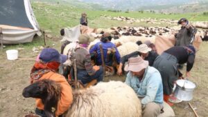 690x390cc-srt-24-05-2024-kocerler-yasamlari-rop8