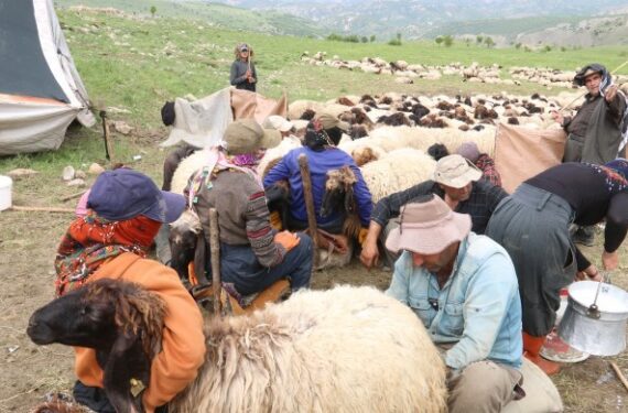 690x390cc-srt-24-05-2024-kocerler-yasamlari-rop8