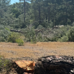 823x463cc-mgl-08-05-2024-dalaman-hilton-icin-agac-katliami3