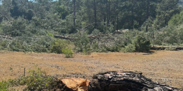 823x463cc-mgl-08-05-2024-dalaman-hilton-icin-agac-katliami3