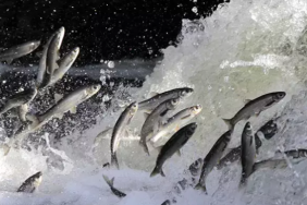 Ekran görüntüsü 2024-05-15 104704