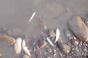 bingol-balik-olumu-8ns8