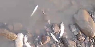 bingol-balik-olumu-8ns8