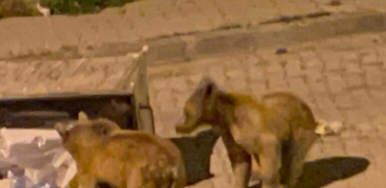 Kars’ın yeni sakinleri; Bozayılar