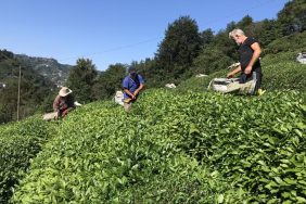 cay-hasadi-aa-1582798