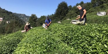 cay-hasadi-aa-1582798