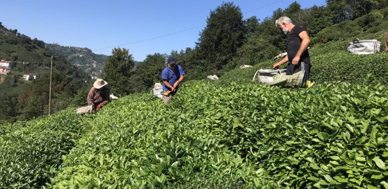 Çay hasadı alım fiyatı belli olmadan başladı