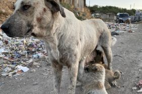 dersim-copluk-kopek-pard