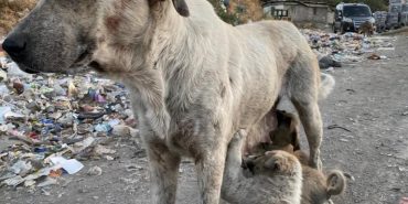 dersim-copluk-kopek-pard