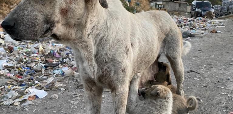 Kent çöplükleri hayvanlar için ‘ölüm kampı’na dönüyor