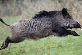 domuz-avi-haftada-4-gun-yapilabilecek-1682023-1210-ic