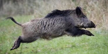 domuz-avi-haftada-4-gun-yapilabilecek-1682023-1210-ic