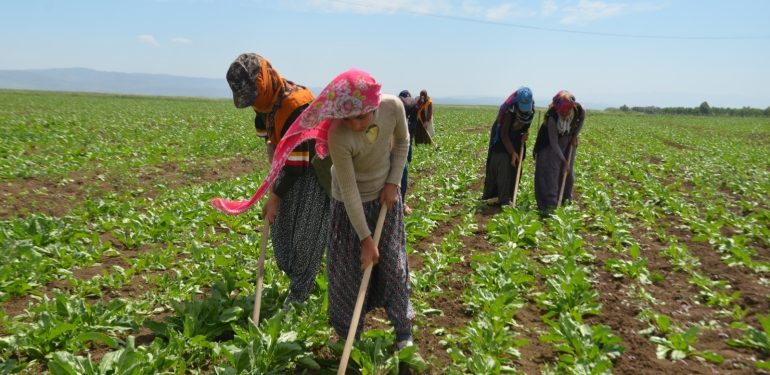 Urfa’da mevsimlik işçilerin zorlu geçim mesaisi başladı