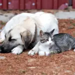 kopus1-1-e1716884148551-800x400