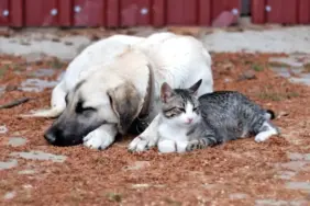 kopus1-1-e1716884148551-800x400