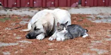 kopus1-1-e1716884148551-800x400