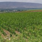 tarim-arazisi-batman-dha-2054207