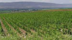 tarim-arazisi-batman-dha-2054207