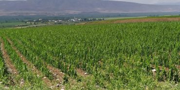 tarim-arazisi-batman-dha-2054207