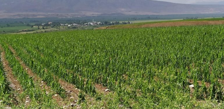 Yüksekova’da 14 bin dekarlık arazi suyla buluşacak