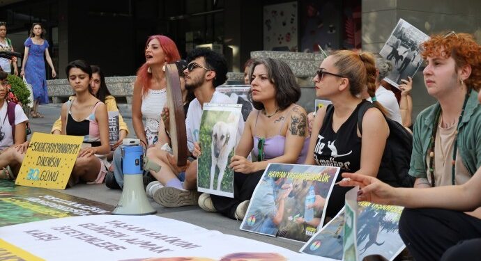 Bir ayda yaşanan hayvan katliamları sıralandı