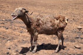 690x390cc-mrd-21-06-2024-hayvan-yangin-kiyim4