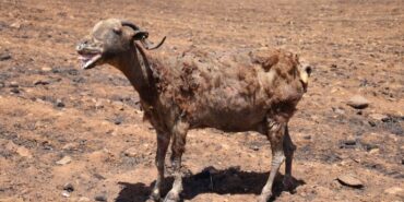 690x390cc-mrd-21-06-2024-hayvan-yangin-kiyim4