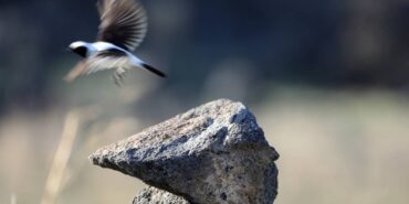 AA-20240609-34825530-34825518-IGDIRIN_DAGLIK_BOLGELERINDE_110DAN_FAZLA_KUS_TURU_YASIYOR