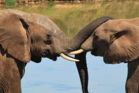 elephant-254791-1280-e1718201650833-800x400