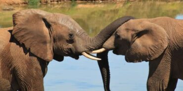 elephant-254791-1280-e1718201650833-800x400