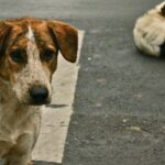 stray-dogs-crosswalk-e1718019567401-800x400