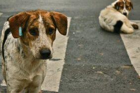 stray-dogs-crosswalk-e1718019567401-800x400