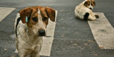 stray-dogs-crosswalk-e1718019567401-800x400