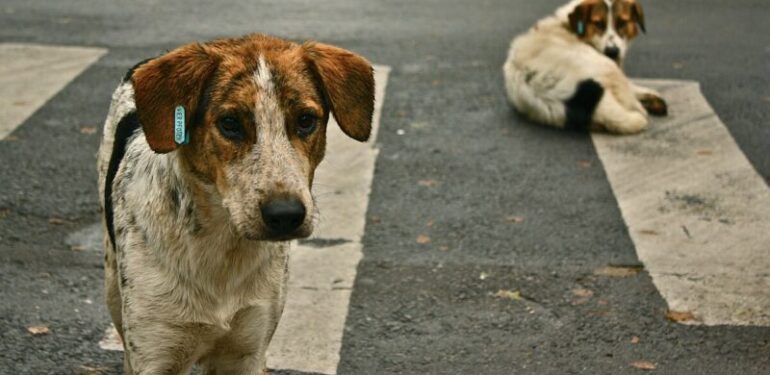 Urfa’daki hayvan hakları aktivistleri köpekler için ayağa kalktı