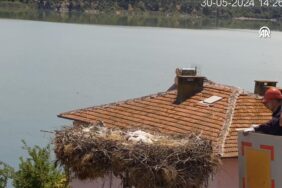 thumbs_b_c_48a04e881bdc3c90206c2a5baccc41f1