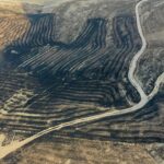 yangin-cinar-mazidag-003 (1)