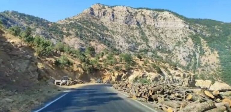 Ekoloji örgütleri, süren ağaç kıyımına ‘dur’ demek için Şırnak’ta buluşuyor