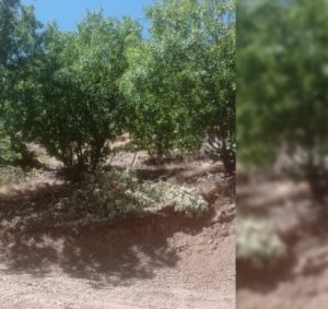 690x390cc-1-ozel-turkce-amd-16-07-2024-lice-maden-ocagina-karsi