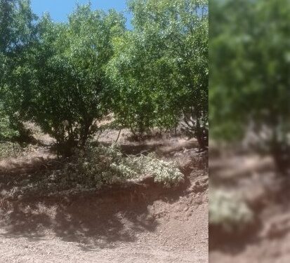 Lice’de maden için ormanlık alan yok ediliyor
