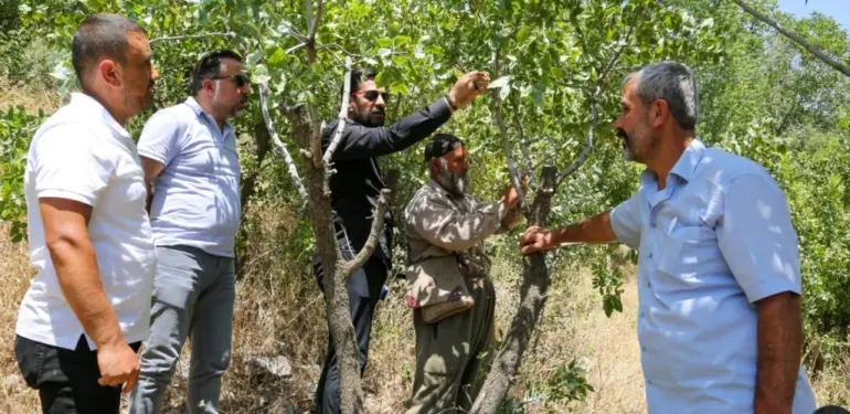 Van’da yabani bıttımlar fıstığa dönüşüyor