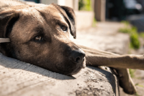 Ekran görüntüsü 2024-07-14 180008